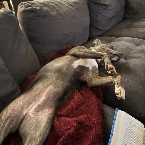 Enlarge Winnie, a Adoptable Pit Bull Terrier in Webster, TX image 2/6