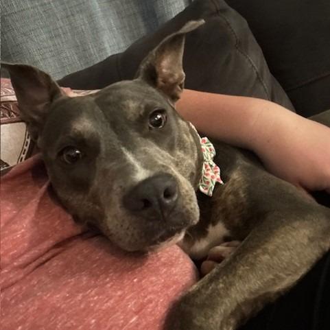 Enlarge Winnie, a Adoptable Pit Bull Terrier in Webster, TX image 4/6