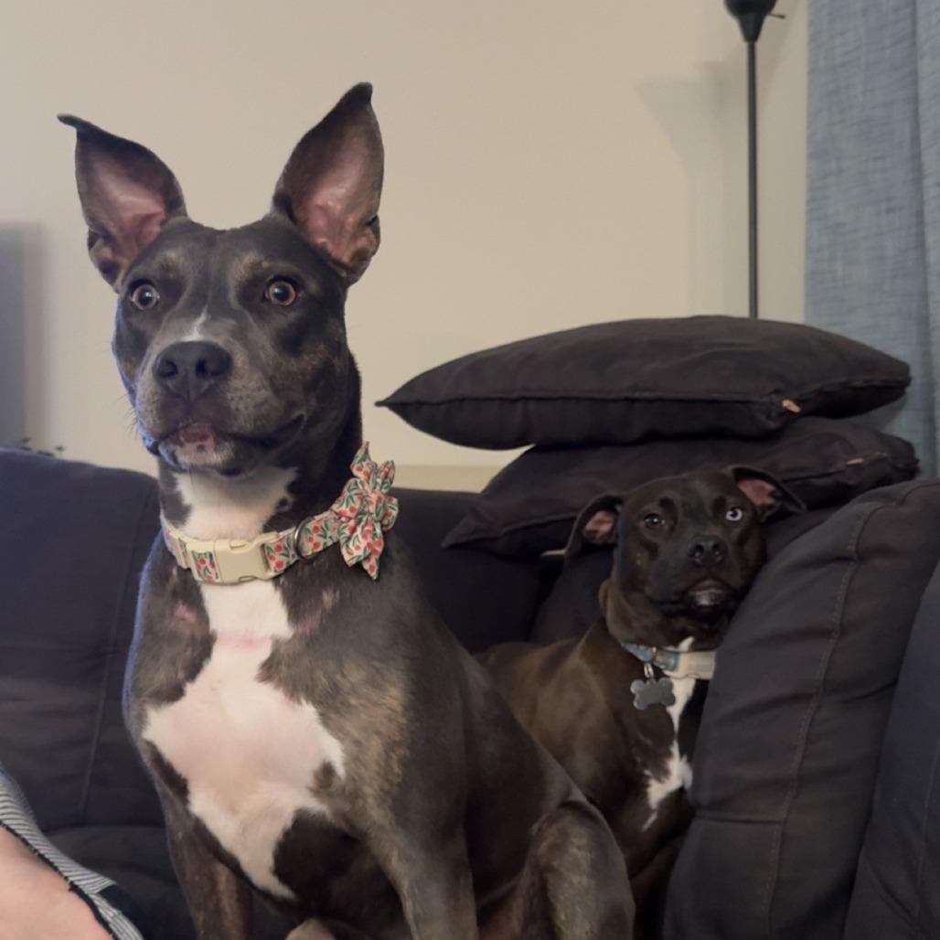 Enlarge Winnie, a Adoptable Pit Bull Terrier in Webster, TX image 5/6