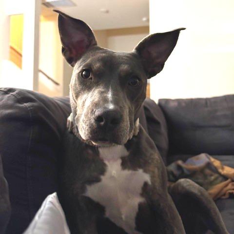 Enlarge Winnie, a Adoptable Pit Bull Terrier in Webster, TX image 6/6