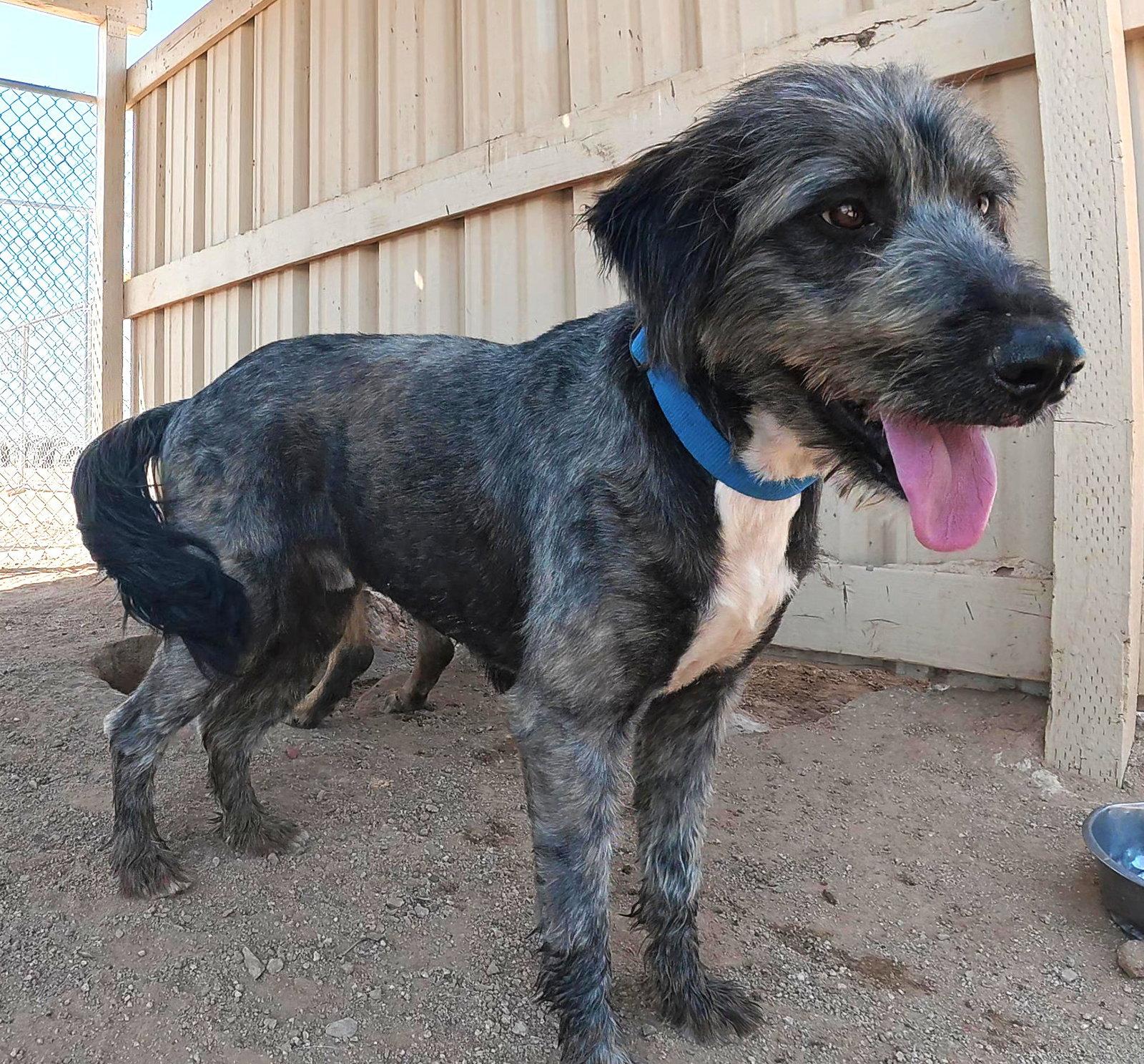 Samsung, Adoptable, Adult Male Terrier.