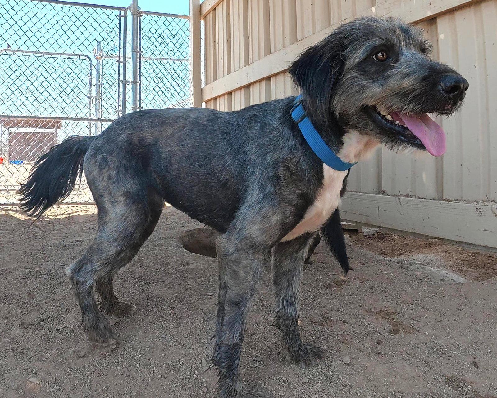 Samsung, a Adoptable Terrier in Queen Creek, AZ image 2/3