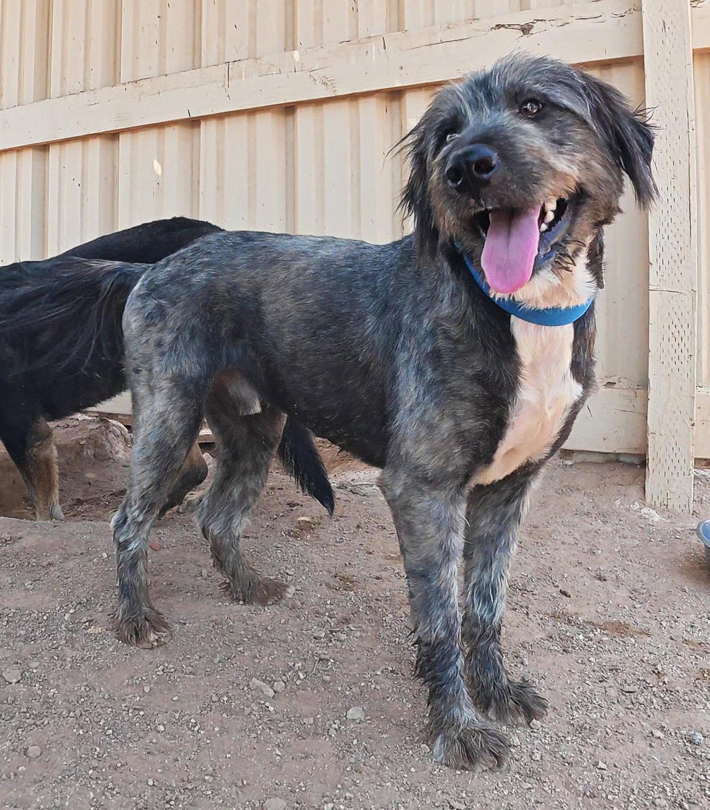 Samsung, a Adoptable Terrier in Queen Creek, AZ image 3/3
