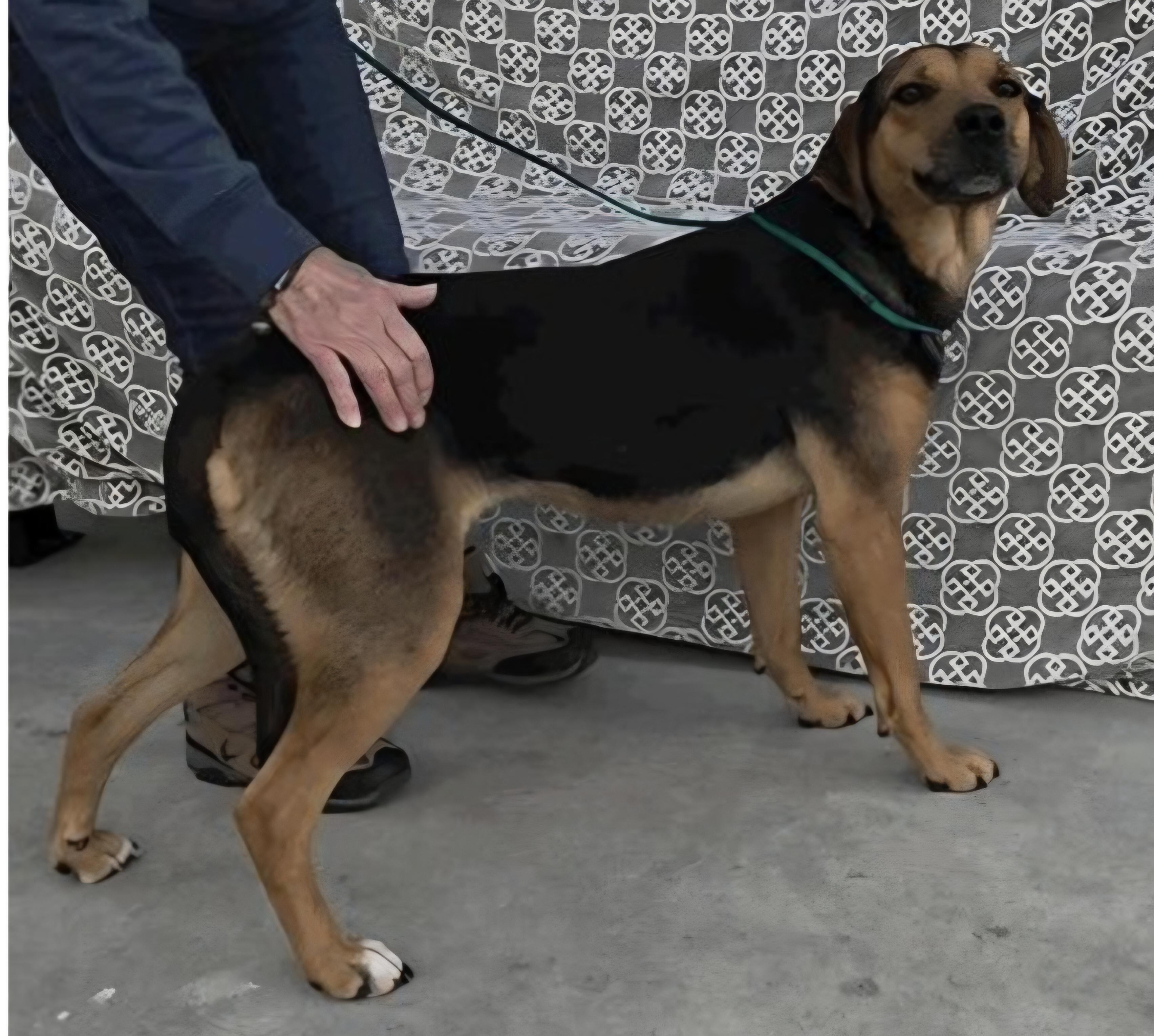 Enlarge MELODY, a ADOPTABLE mixed breed in Salt Lake City, UT image 2/2