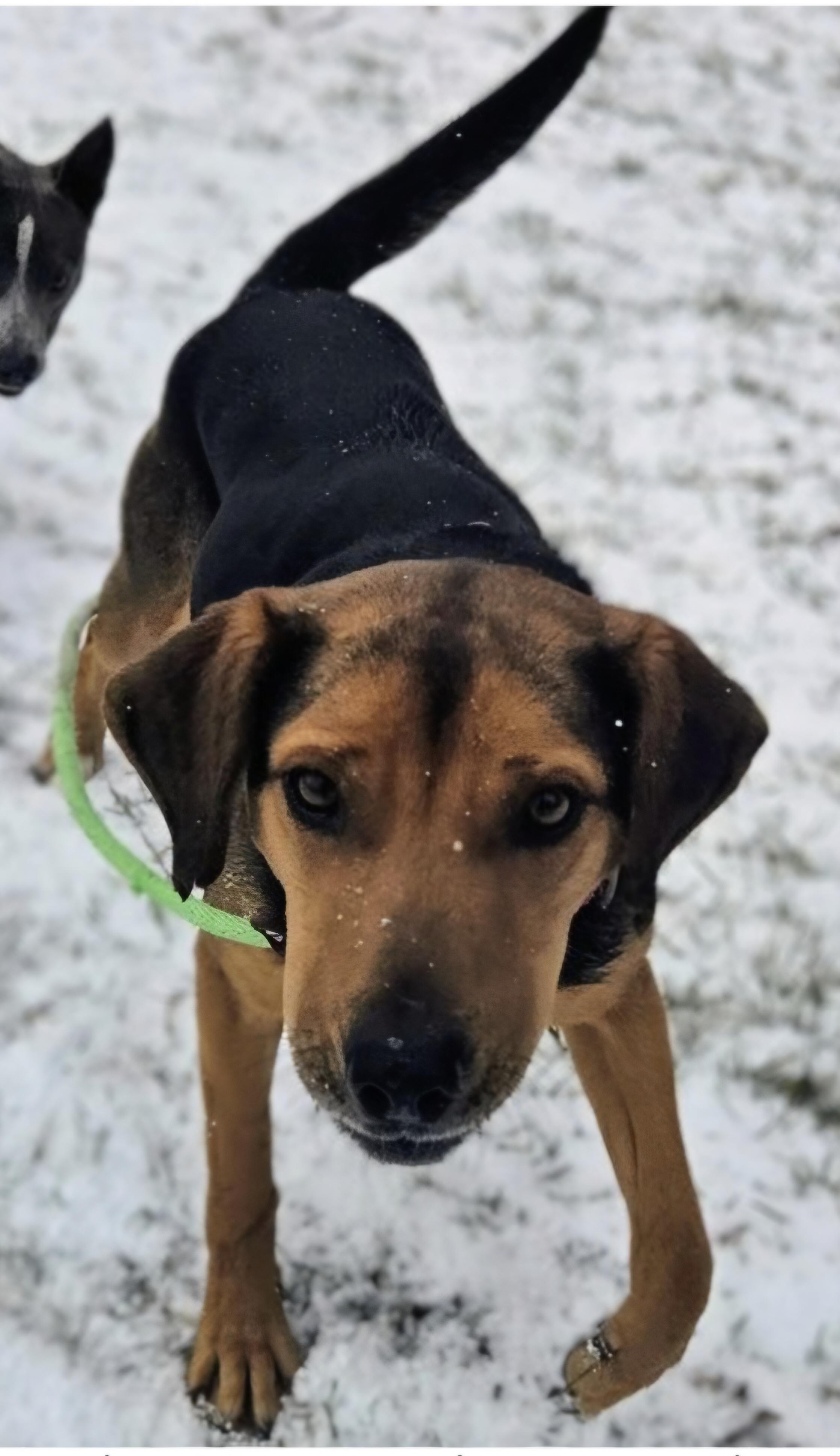 MELODY, ADOPTABLE, Young Female Black and Tan Coonhound.