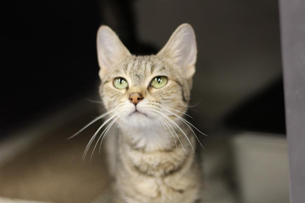 Enlarge Nylah, a Adoptable mixed breed in Rockford, IL image 1/3