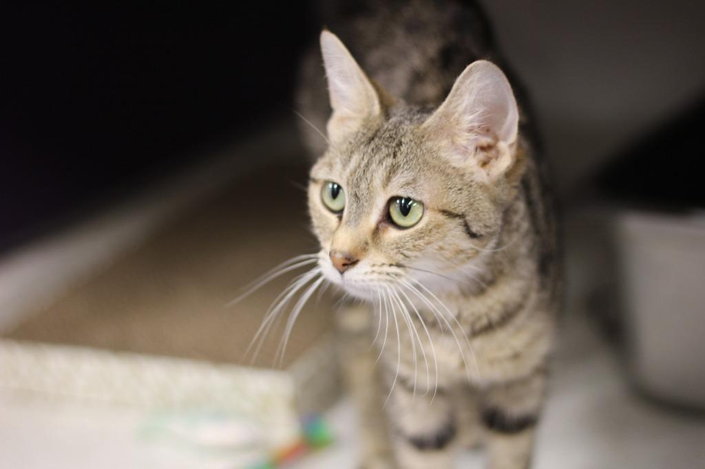 Enlarge Nylah, a Adoptable mixed breed in Rockford, IL image 2/3