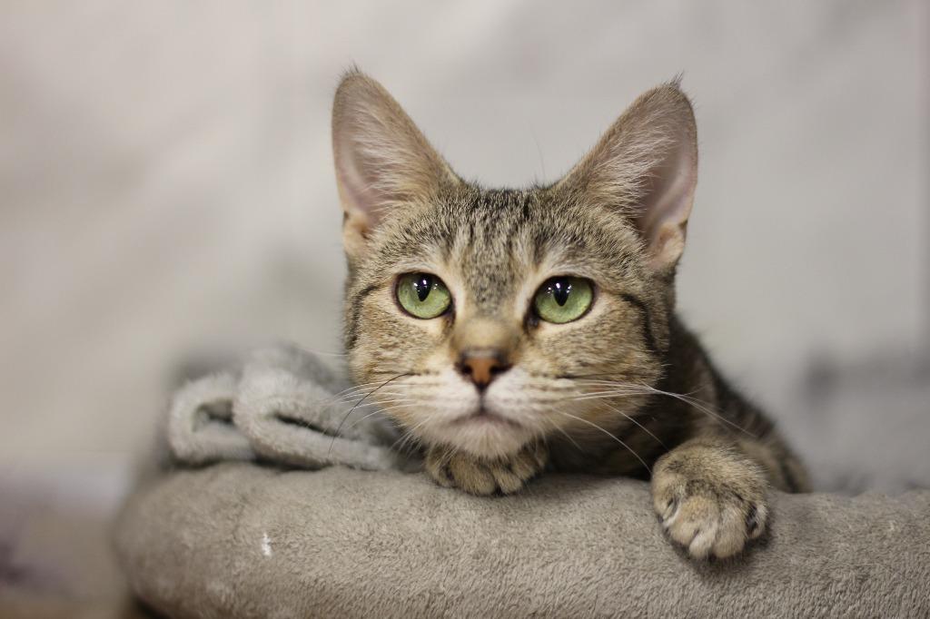 Enlarge Nylah, a Adoptable mixed breed in Rockford, IL image 3/3