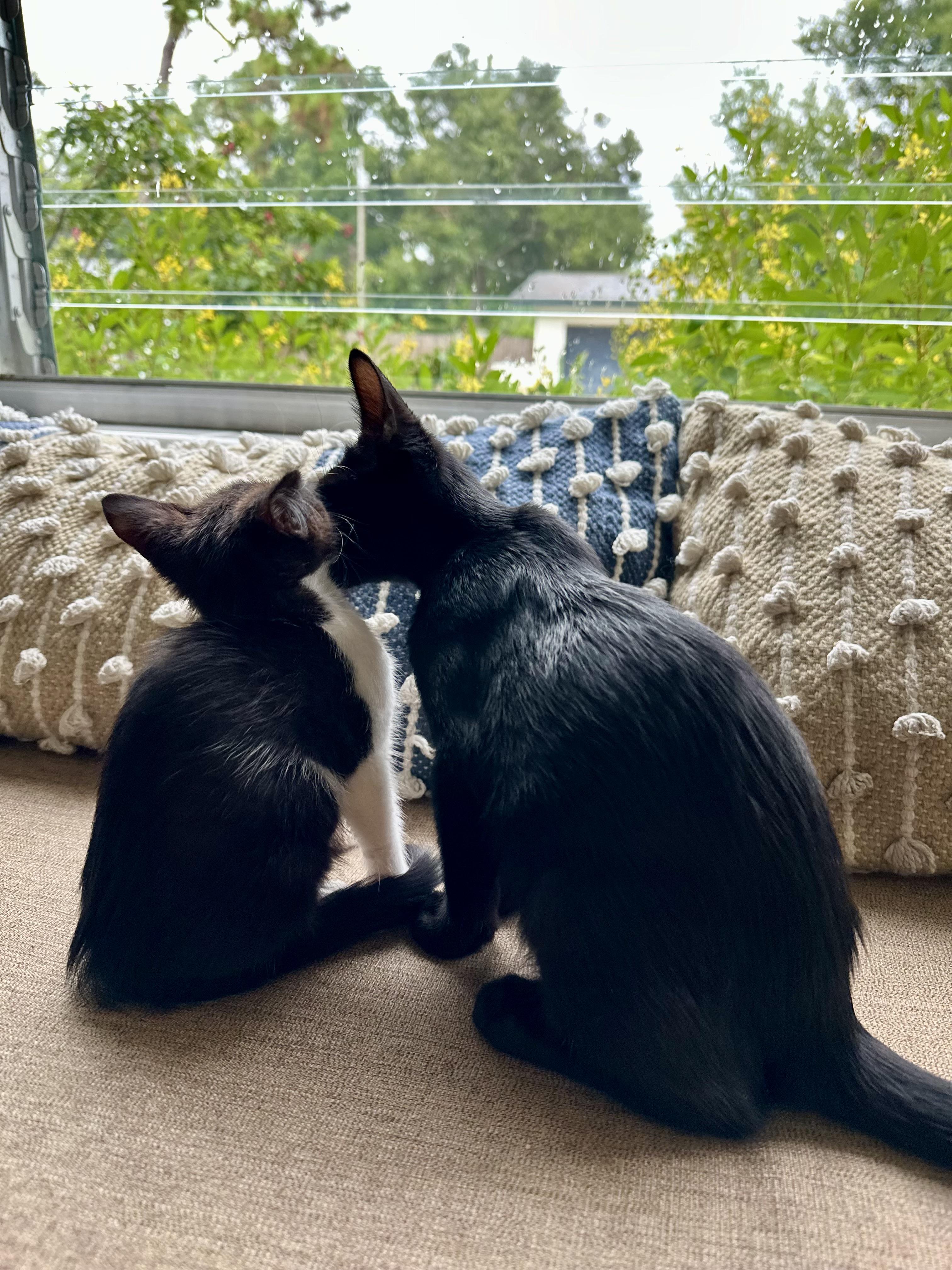 Enlarge Monte Cristo, a Adopted mixed breed in St Petersburg, FL image 2/6