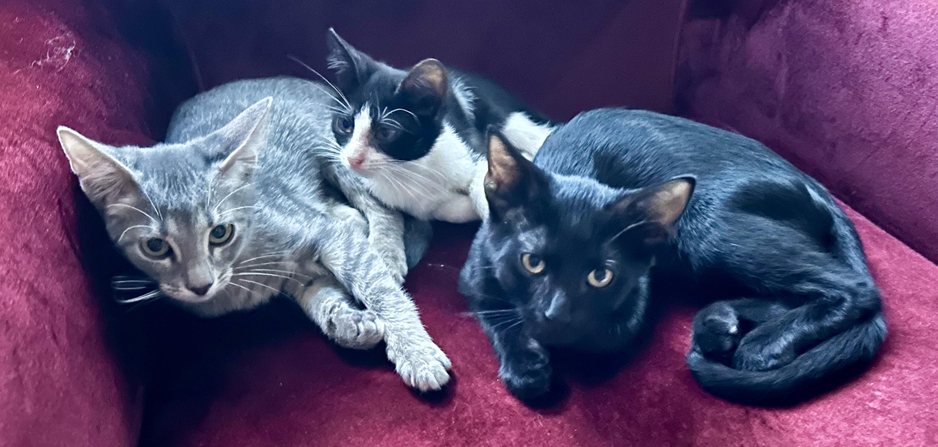 Enlarge Monte Cristo, a Adopted mixed breed in St Petersburg, FL image 4/6