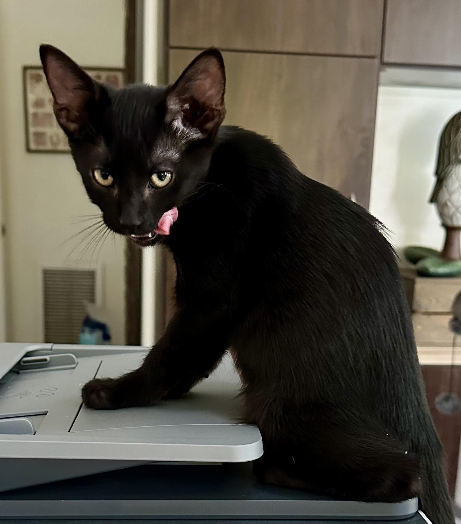 Enlarge Monte Cristo, a Adopted mixed breed in St Petersburg, FL image 5/6