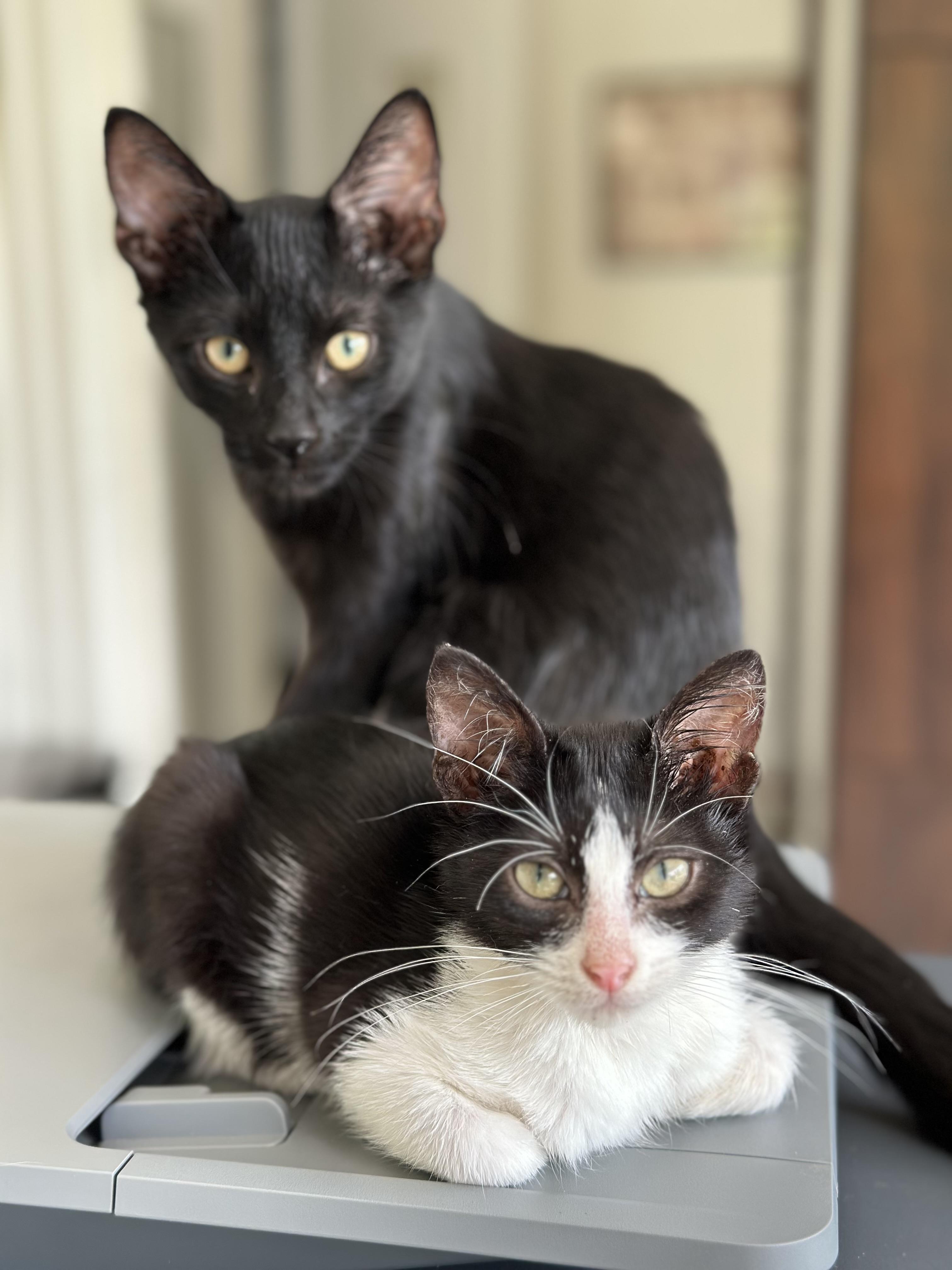 Enlarge Monte Cristo, a Adopted mixed breed in St Petersburg, FL image 6/6