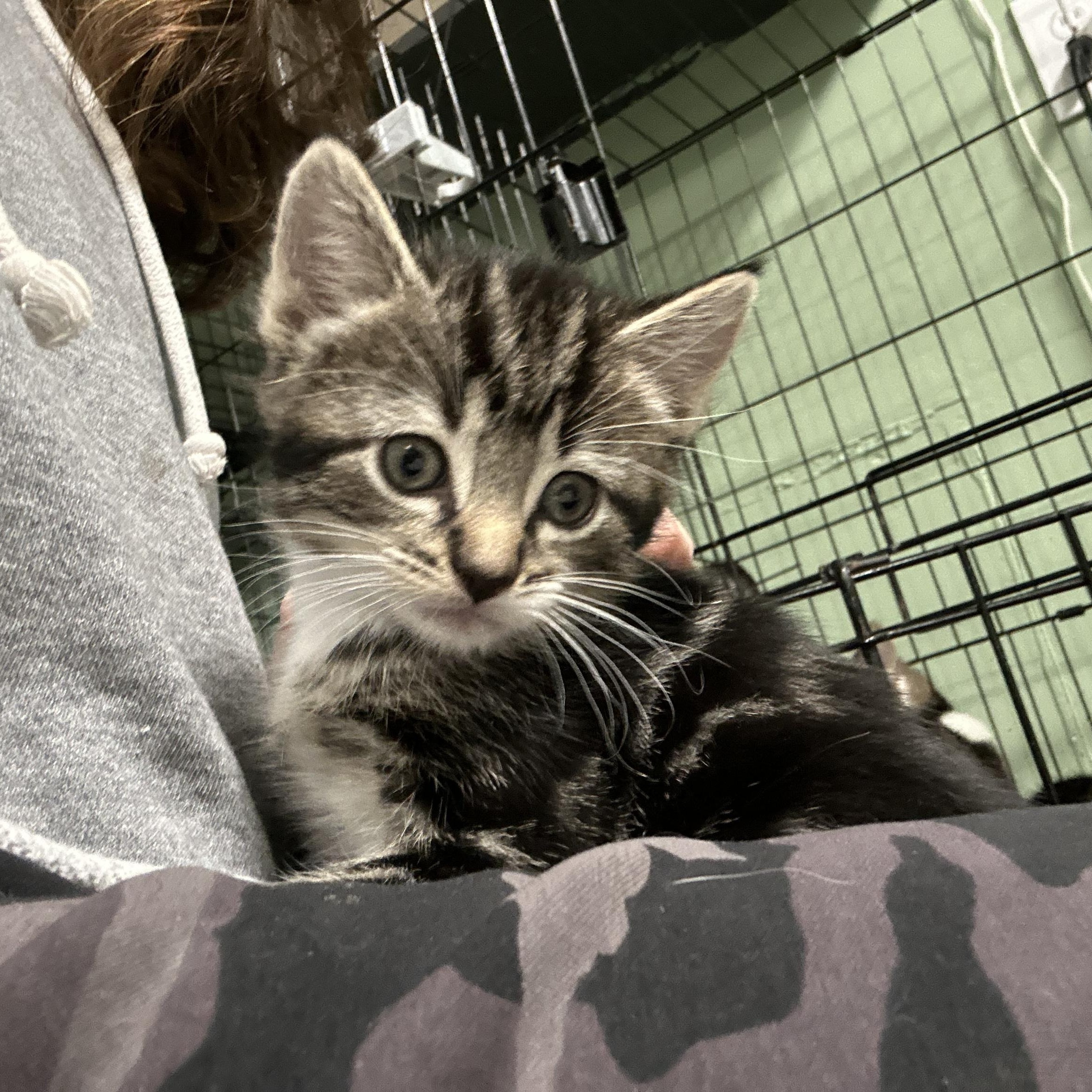 Tabby Kittens 6 Weeks old, a ADOPTABLE Tabby in West Nyack, NY image 3/5