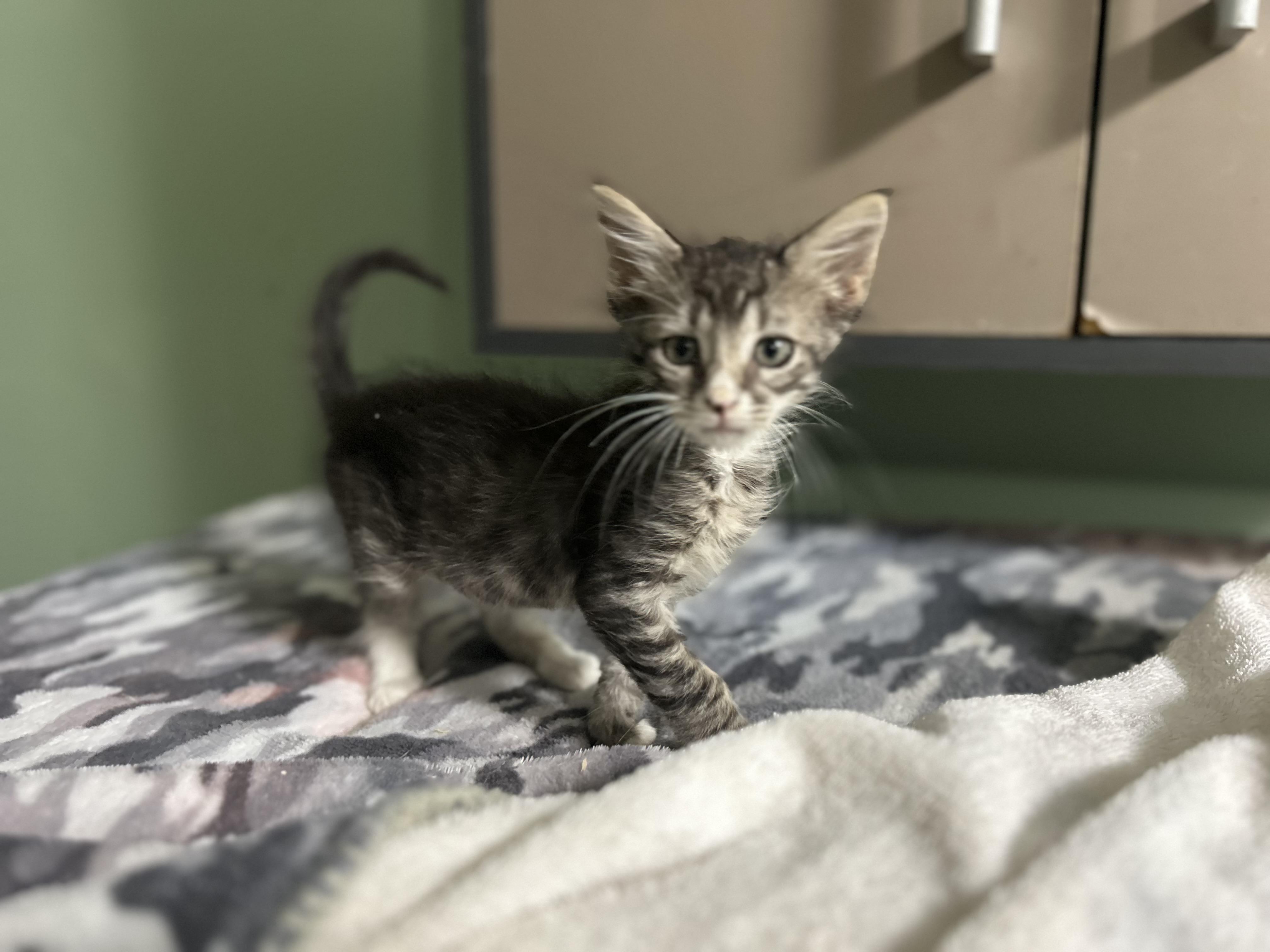 Kittens 5-6 weeks tabby, tuxedo male and female., Adoptable, Kitten Male Tabby.