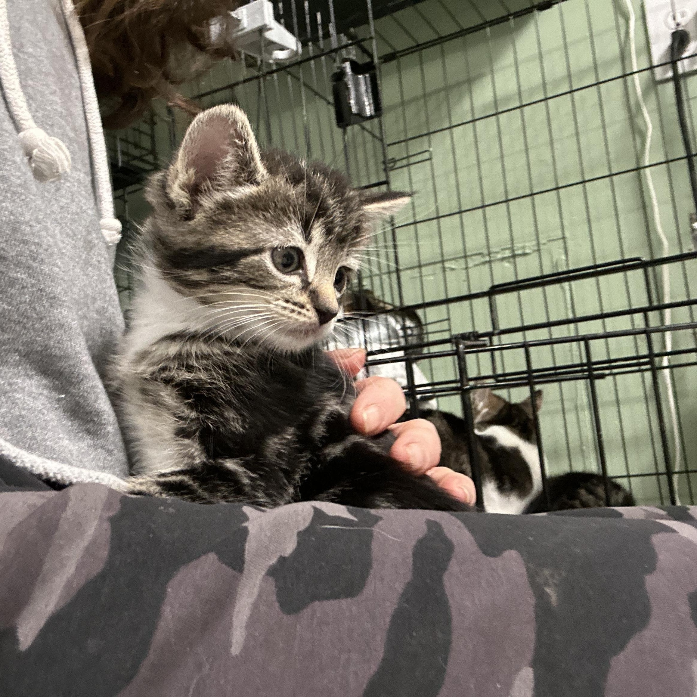 Tabby Kittens 6 Weeks old, a ADOPTABLE Tabby in West Nyack, NY image 2/5
