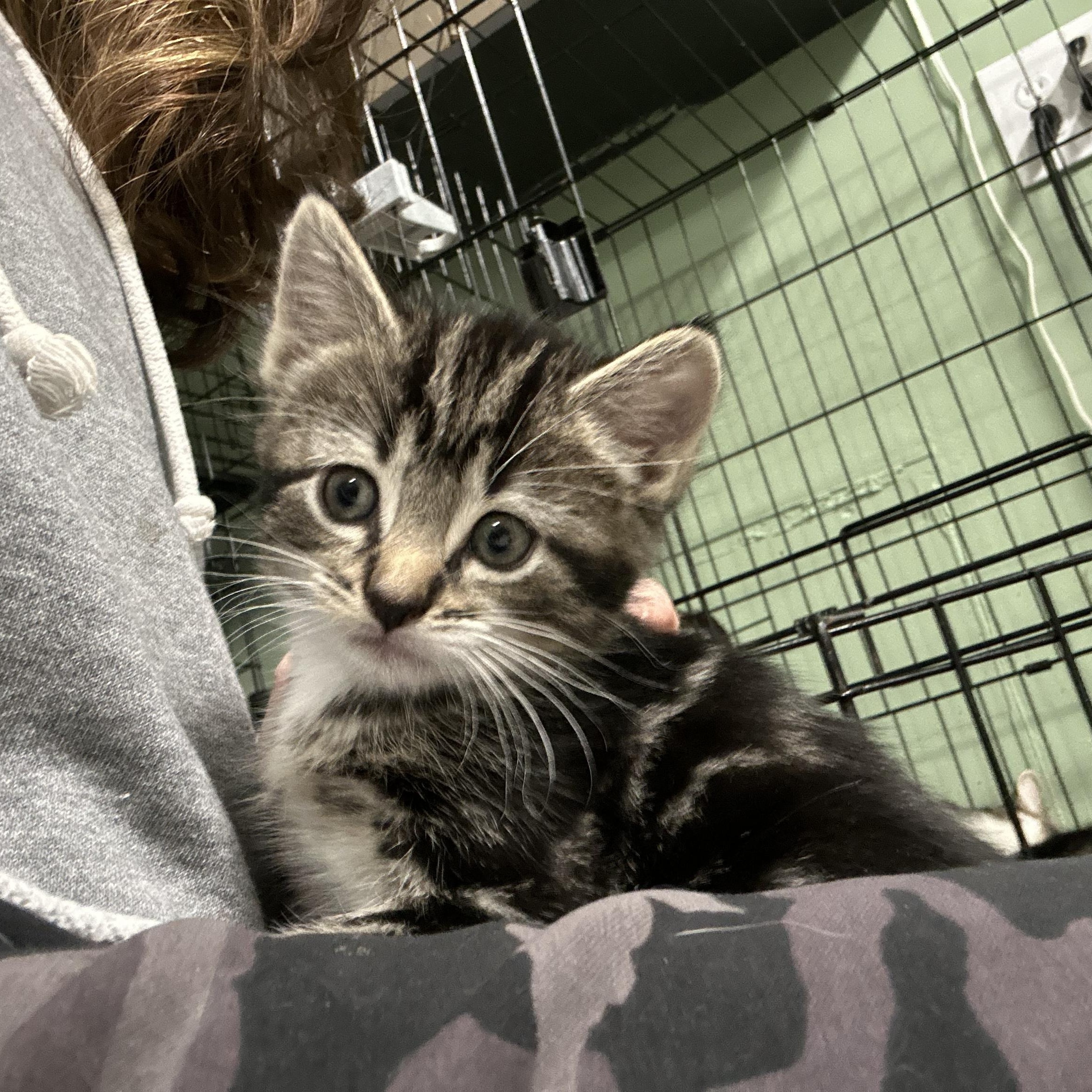Tabby Kittens 6 Weeks old, a ADOPTABLE Tabby in West Nyack, NY image 1/5