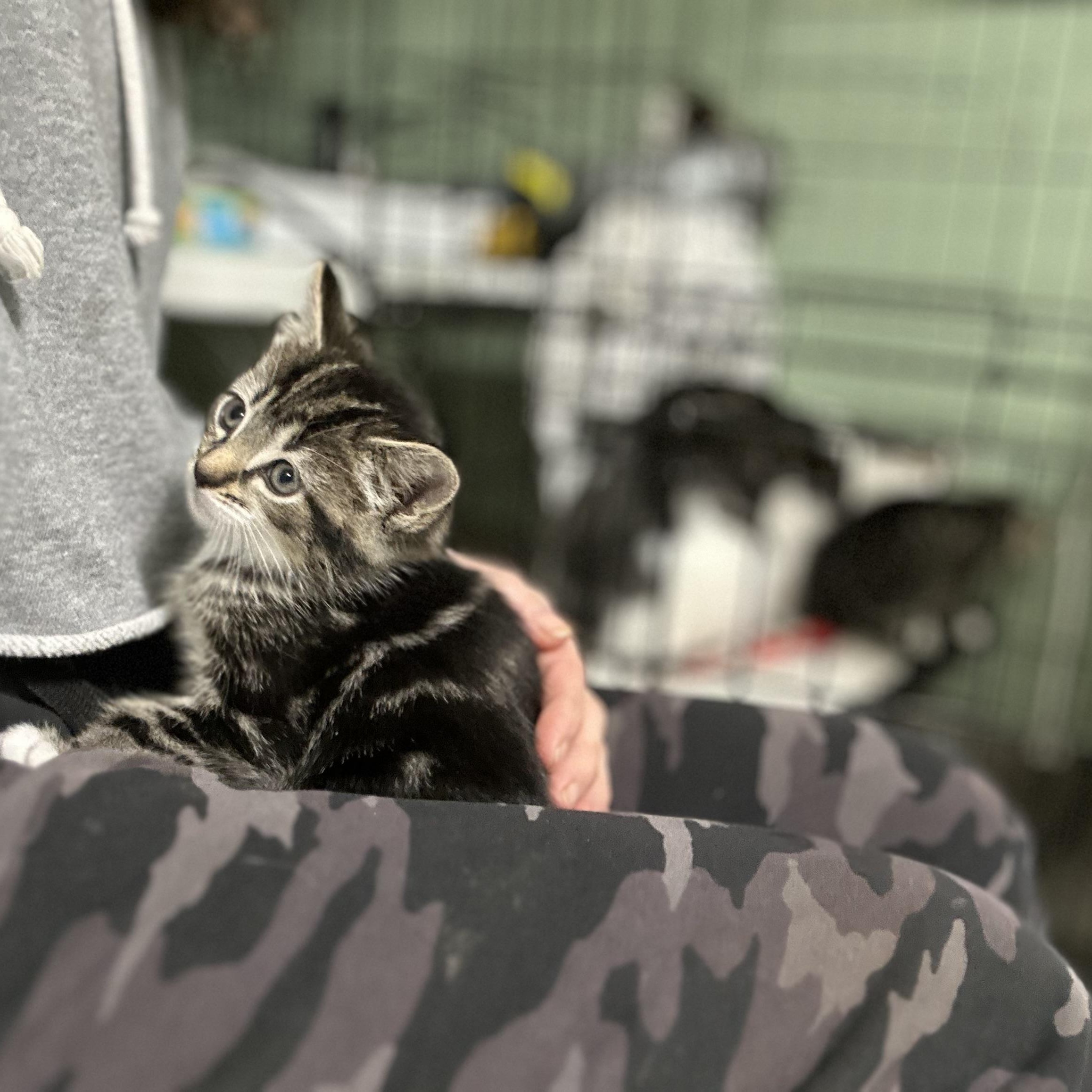 Tabby Kittens 6 Weeks old, a ADOPTABLE Tabby in West Nyack, NY image 4/5