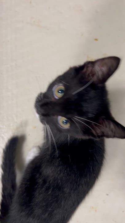 Enlarge Kittens, a ADOPTABLE Tabby in West Nyack, NY video 2/6