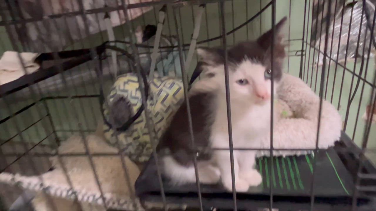 Enlarge Kittens 5-6 weeks tabby, tuxedo male and female., a Adoptable Tabby in West Nyack, NY video 2/2