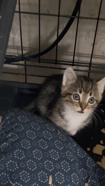 Enlarge Tabby Kittens 6 Weeks old, a ADOPTABLE Tabby in West Nyack, NY video 5/5