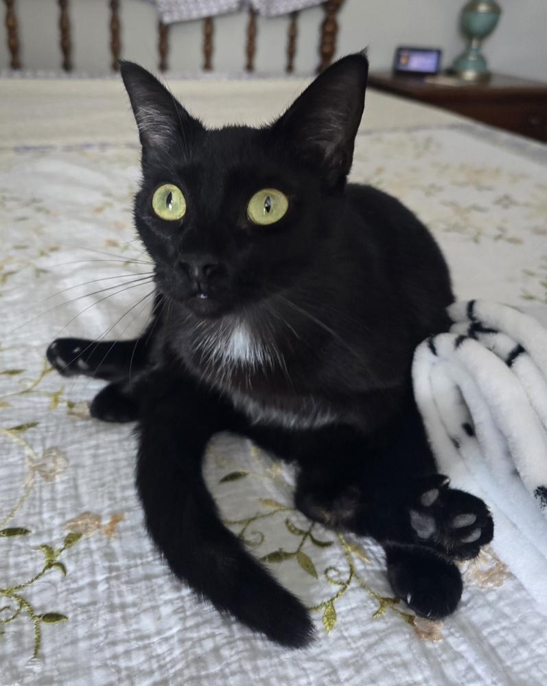 Miss Moneypenny, Adoptable, Adult Female Domestic Short Hair.