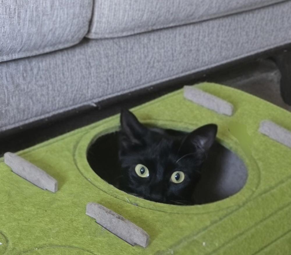 Enlarge Miss Moneypenny, a Adoptable Domestic Short Hair in Ruskin, FL image 2/2