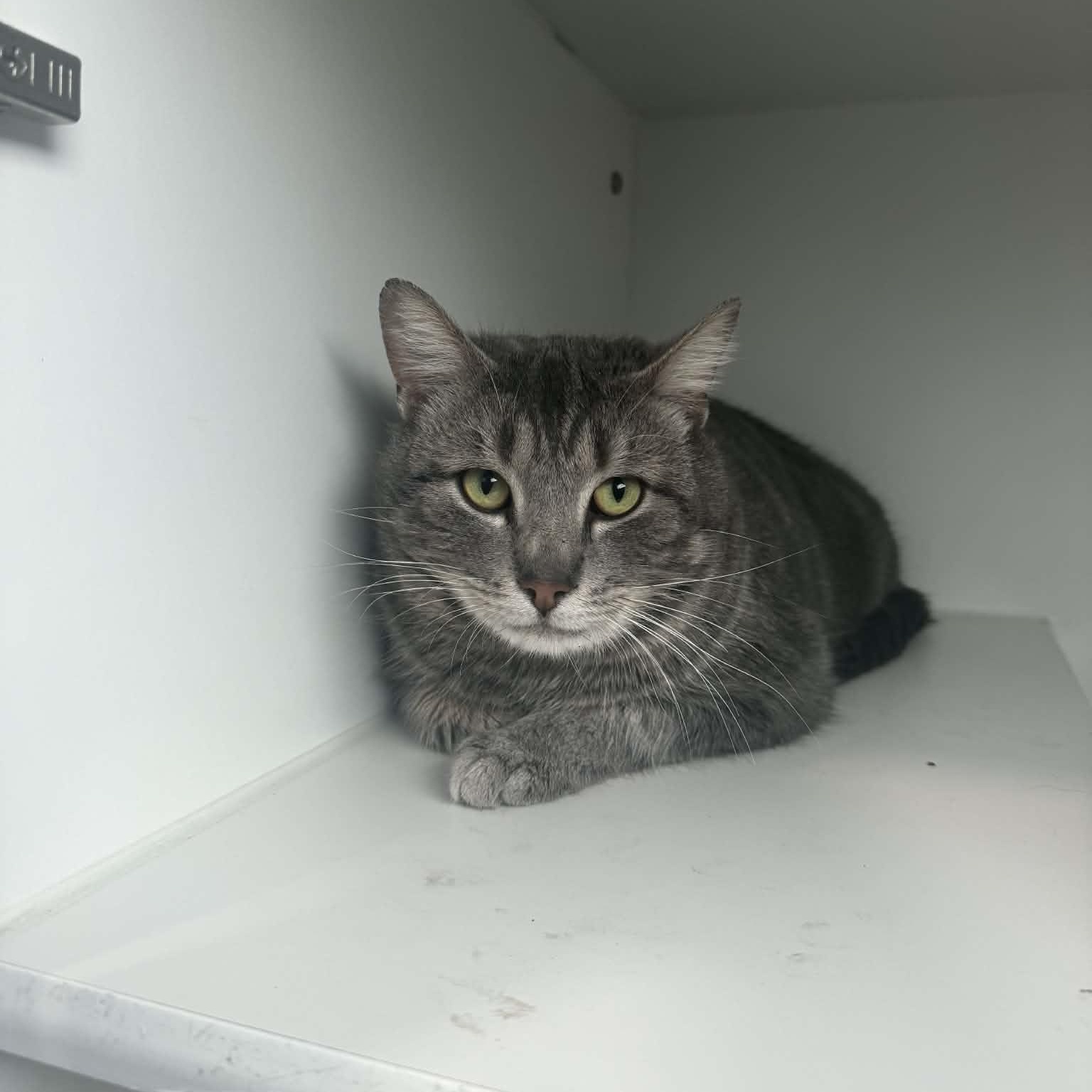 Enlarge Malcom--Cat of the Month!, a ADOPTABLE American Shorthair in Danbury, CT image 3/4