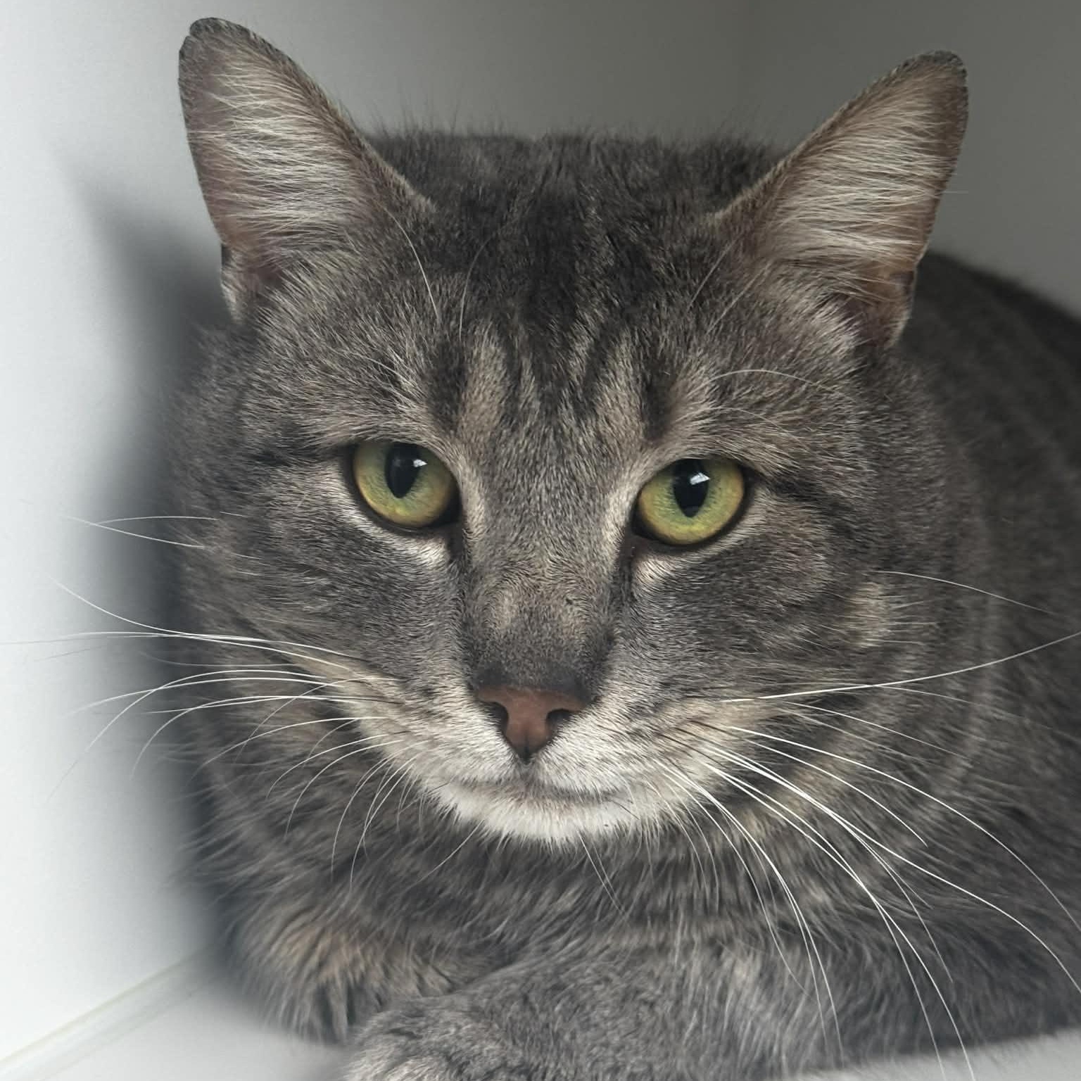 Malcom--Cat of the Month!, ADOPTABLE, Young Male American Shorthair.