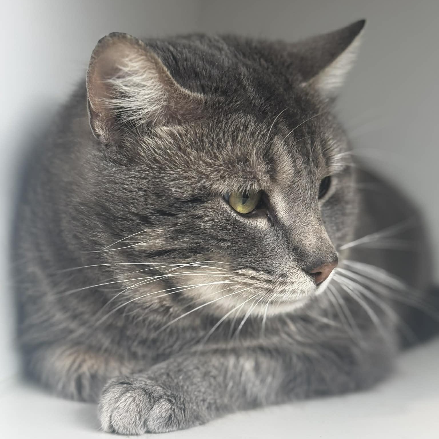 Enlarge Malcom--Cat of the Month!, a ADOPTABLE American Shorthair in Danbury, CT image 4/4