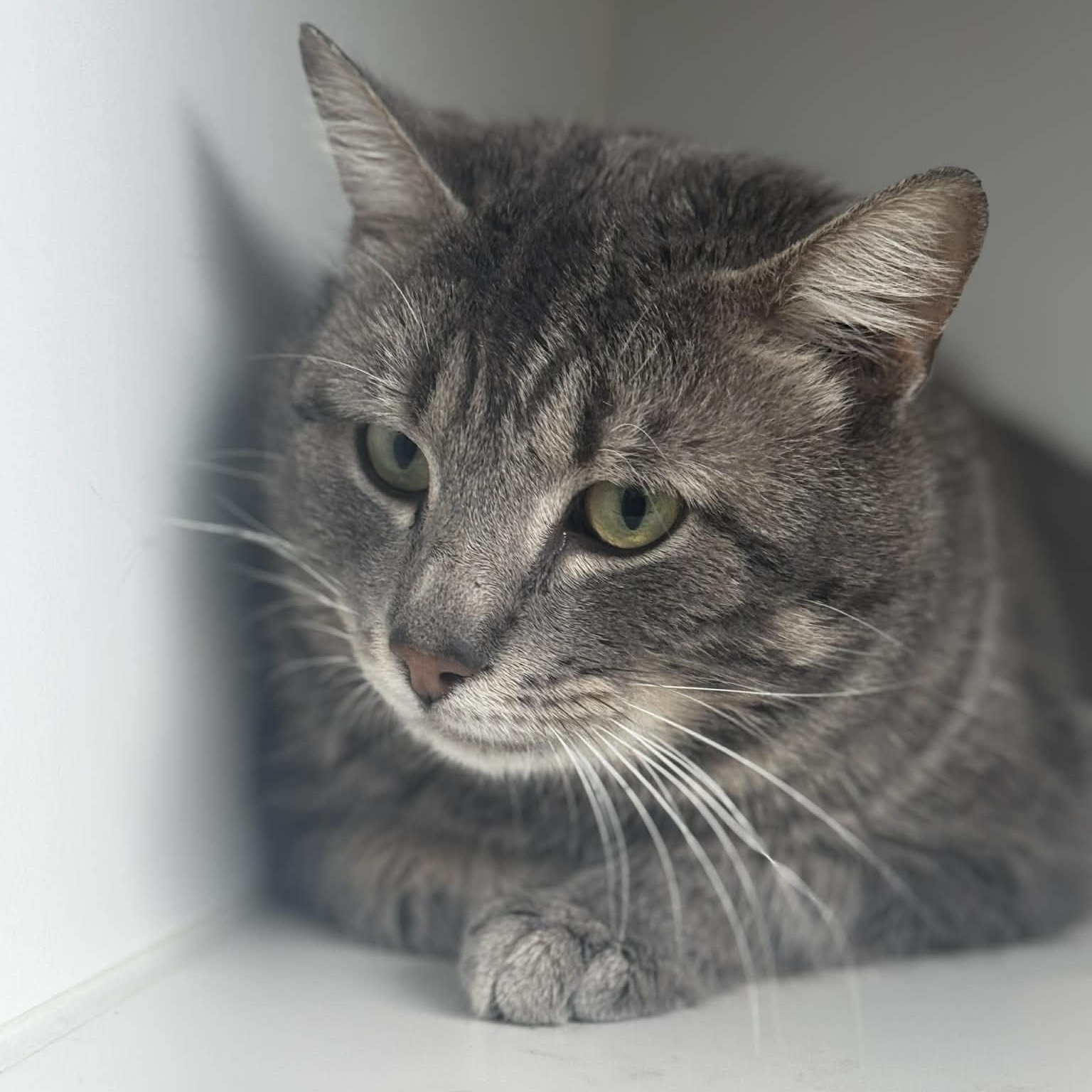 Enlarge Malcom--Cat of the Month!, a ADOPTABLE American Shorthair in Danbury, CT image 2/4