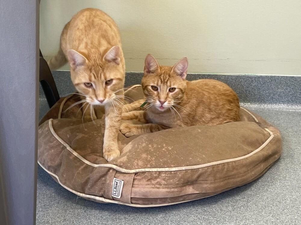 Enlarge Steve, a Adoptable Domestic Short Hair in Trenton, ME image 1/4