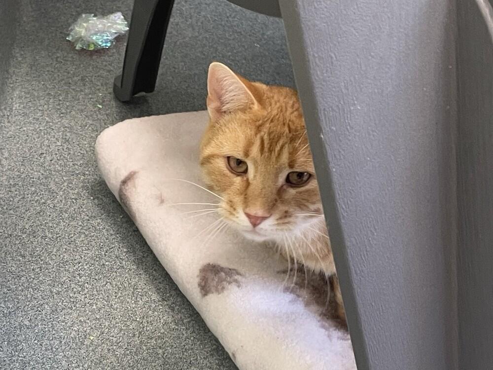 Enlarge Steve, a Adoptable Domestic Short Hair in Trenton, ME image 2/4