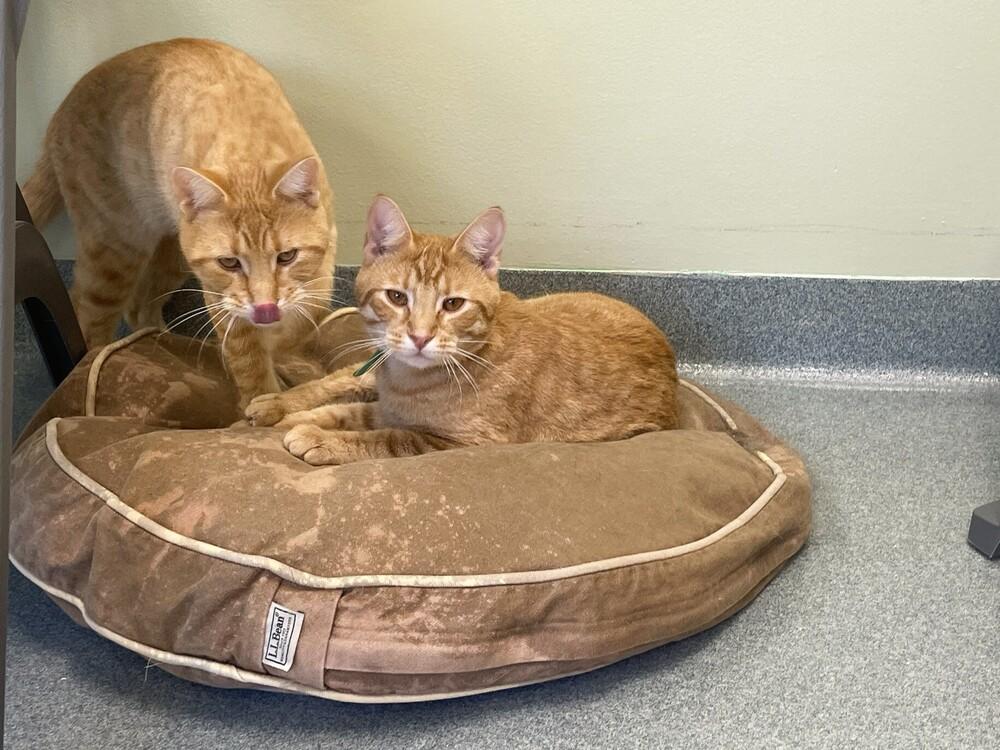 Enlarge Steve, a Adoptable Domestic Short Hair in Trenton, ME image 3/4