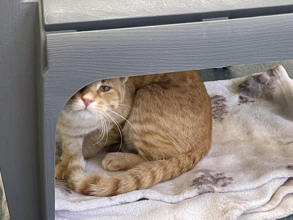 Enlarge Steve, a Adoptable Domestic Short Hair in Trenton, ME image 4/4