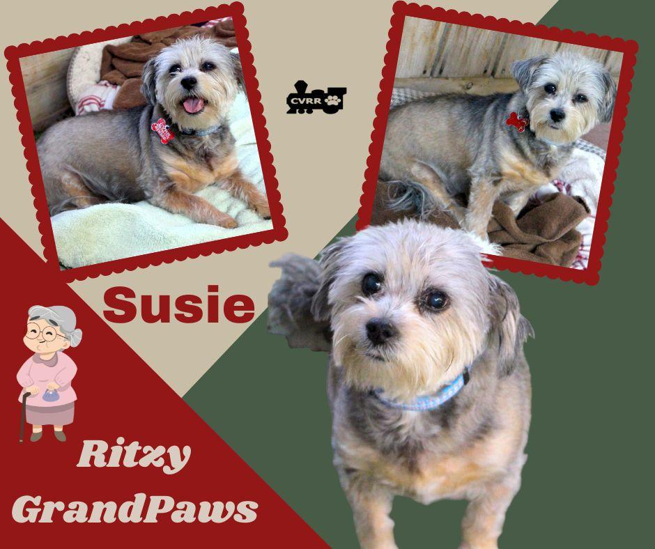 Suzie Ritzy Grandpaws, Adopted, Senior Female Yorkshire Terrier.