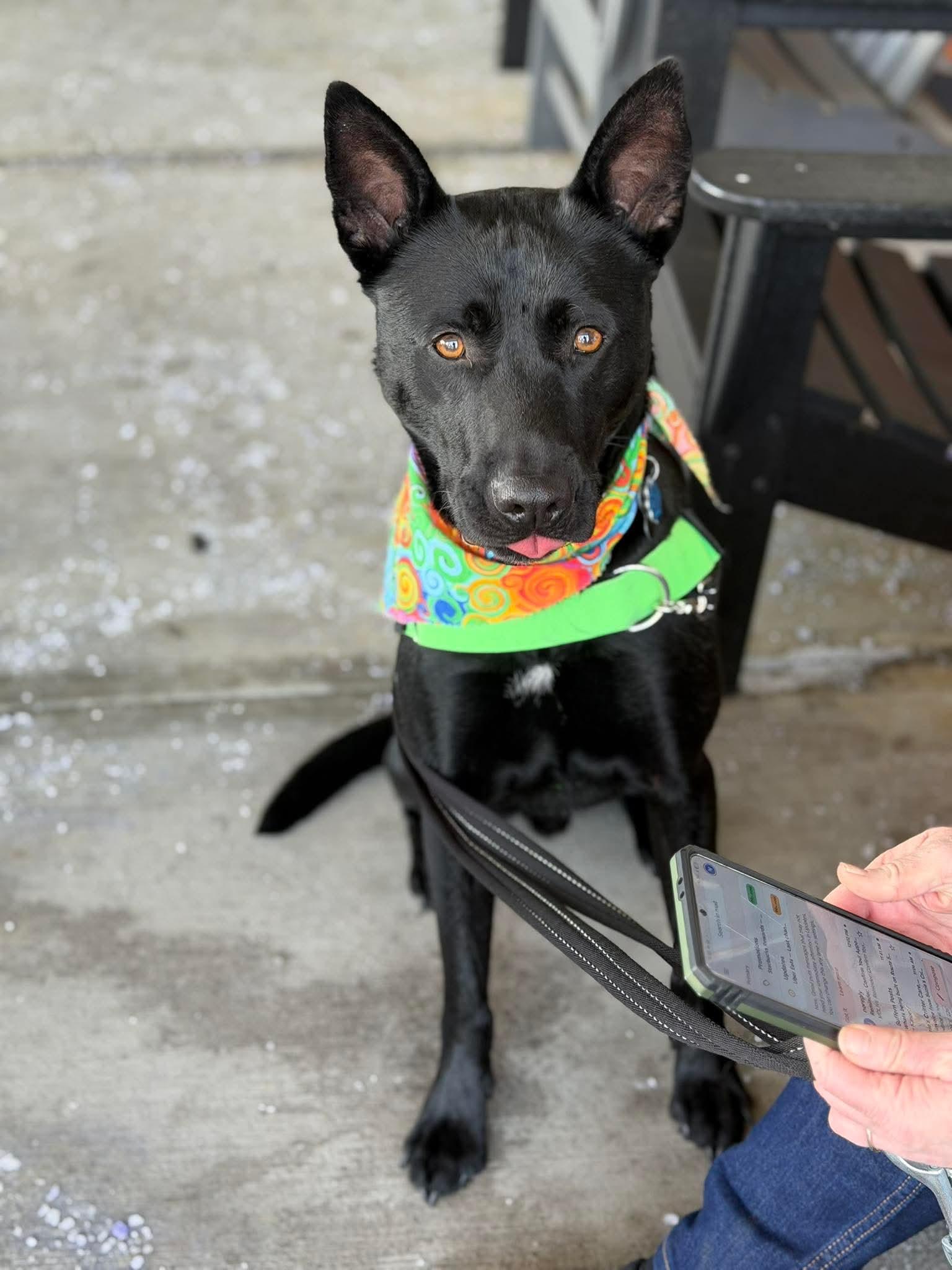 Johnny, Adoptable, Young Male Labrador Retriever.