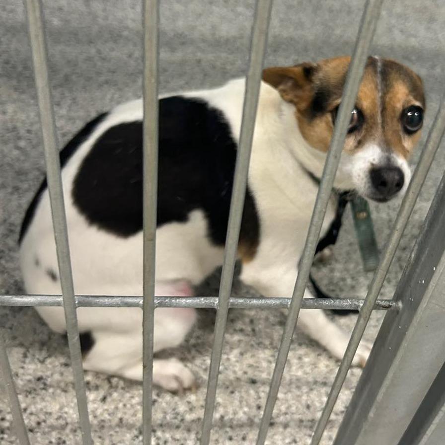 Enlarge EGGS  ADOPTED!, a Adoptable Mixed Breed in Nashville, NC image 1/2