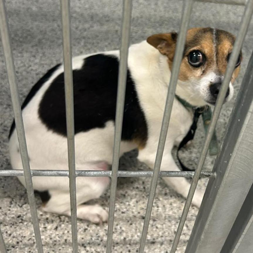 Enlarge EGGS  ADOPTED!, a Adoptable Mixed Breed in Nashville, NC image 2/2