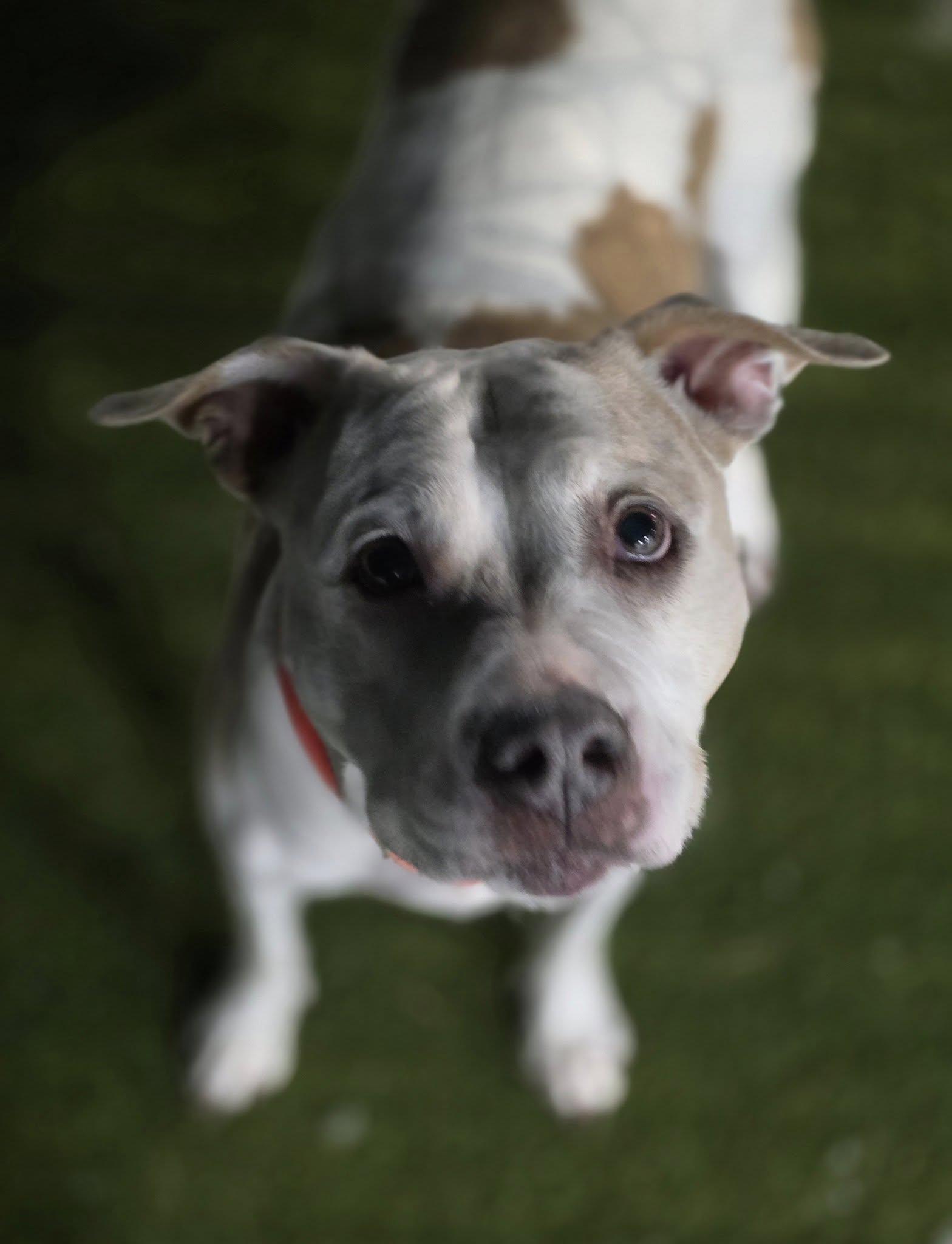 Enlarge Katrina, a ADOPTABLE mixed breed in Whitestown, IN image 4/5