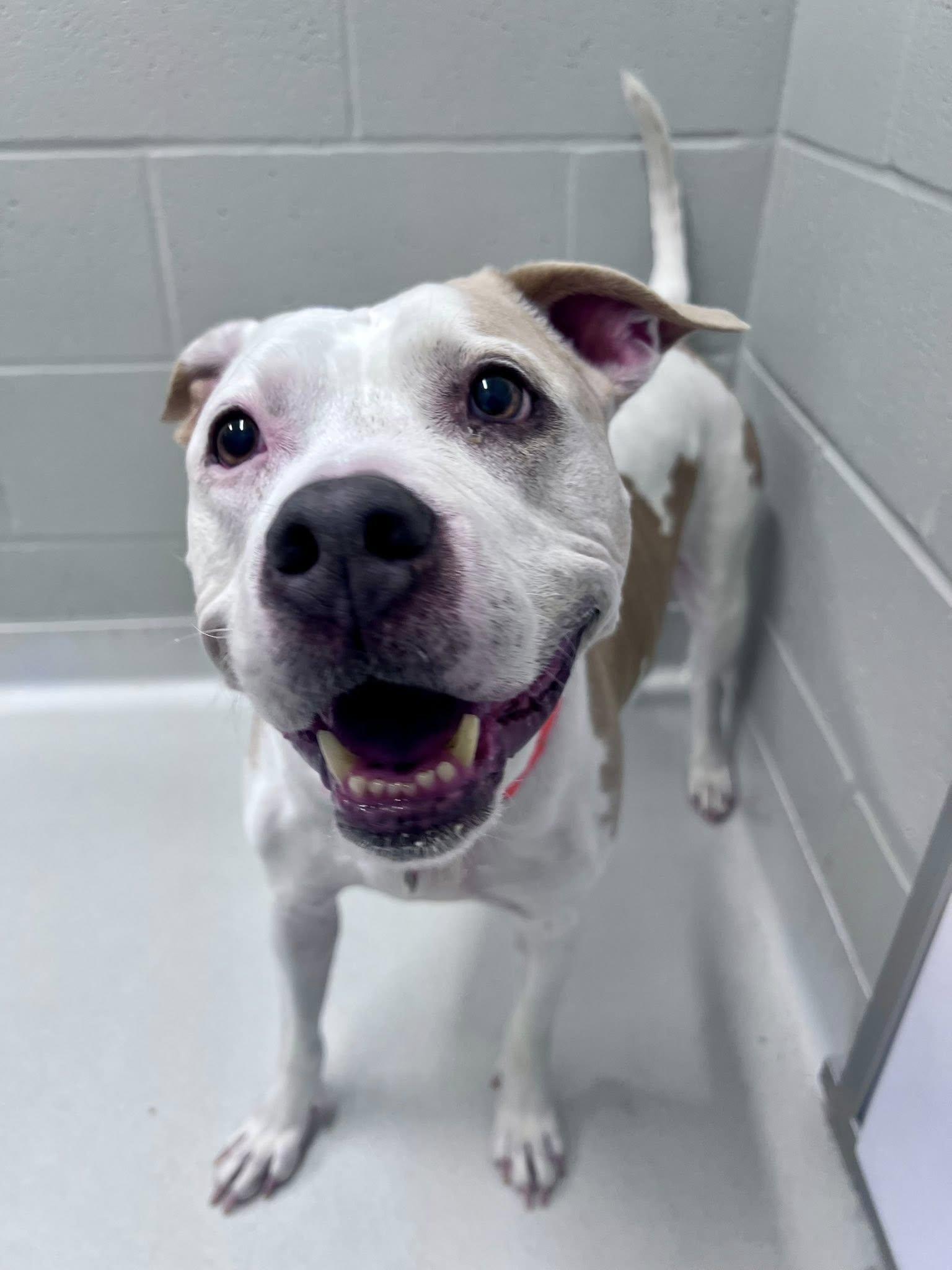 Enlarge Katrina, a ADOPTABLE mixed breed in Whitestown, IN image 2/5