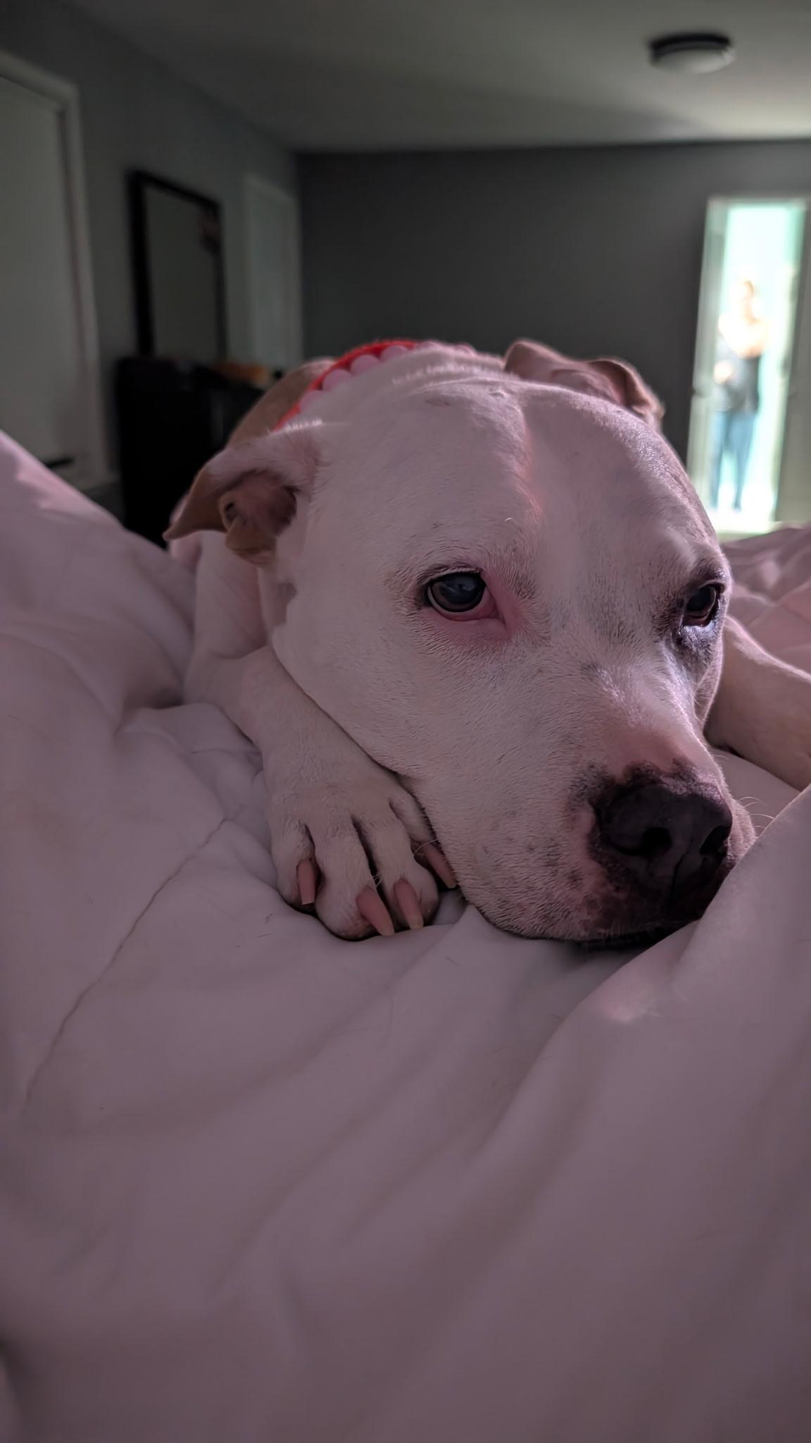 Enlarge Katrina, a ADOPTABLE mixed breed in Whitestown, IN image 3/5