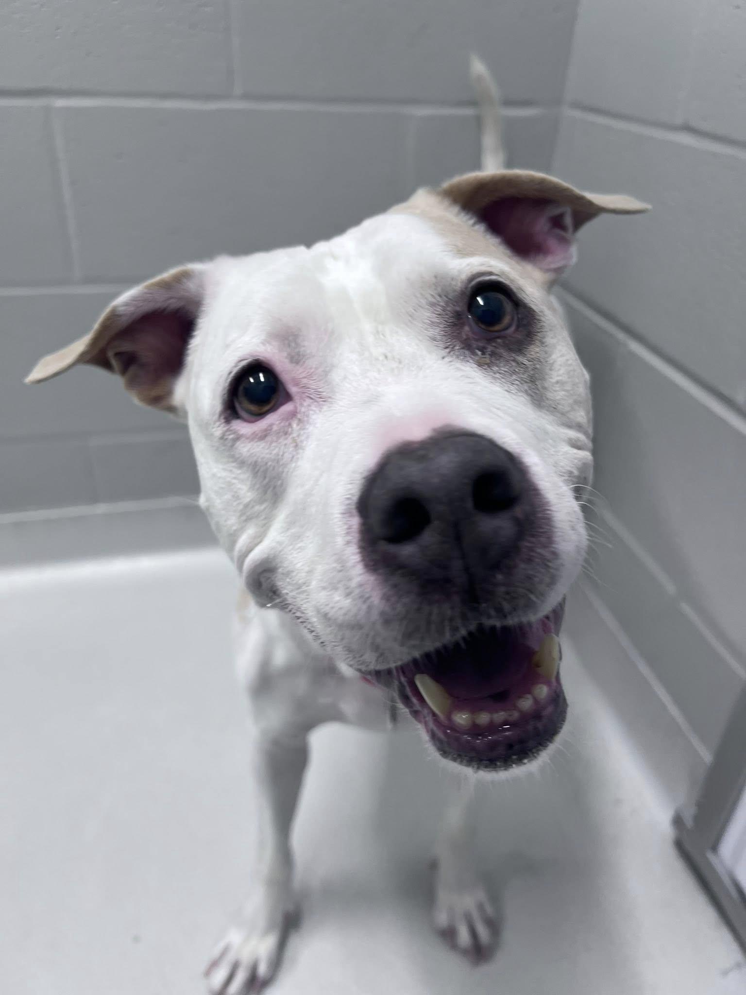 Enlarge Katrina, a ADOPTABLE mixed breed in Whitestown, IN image 1/5