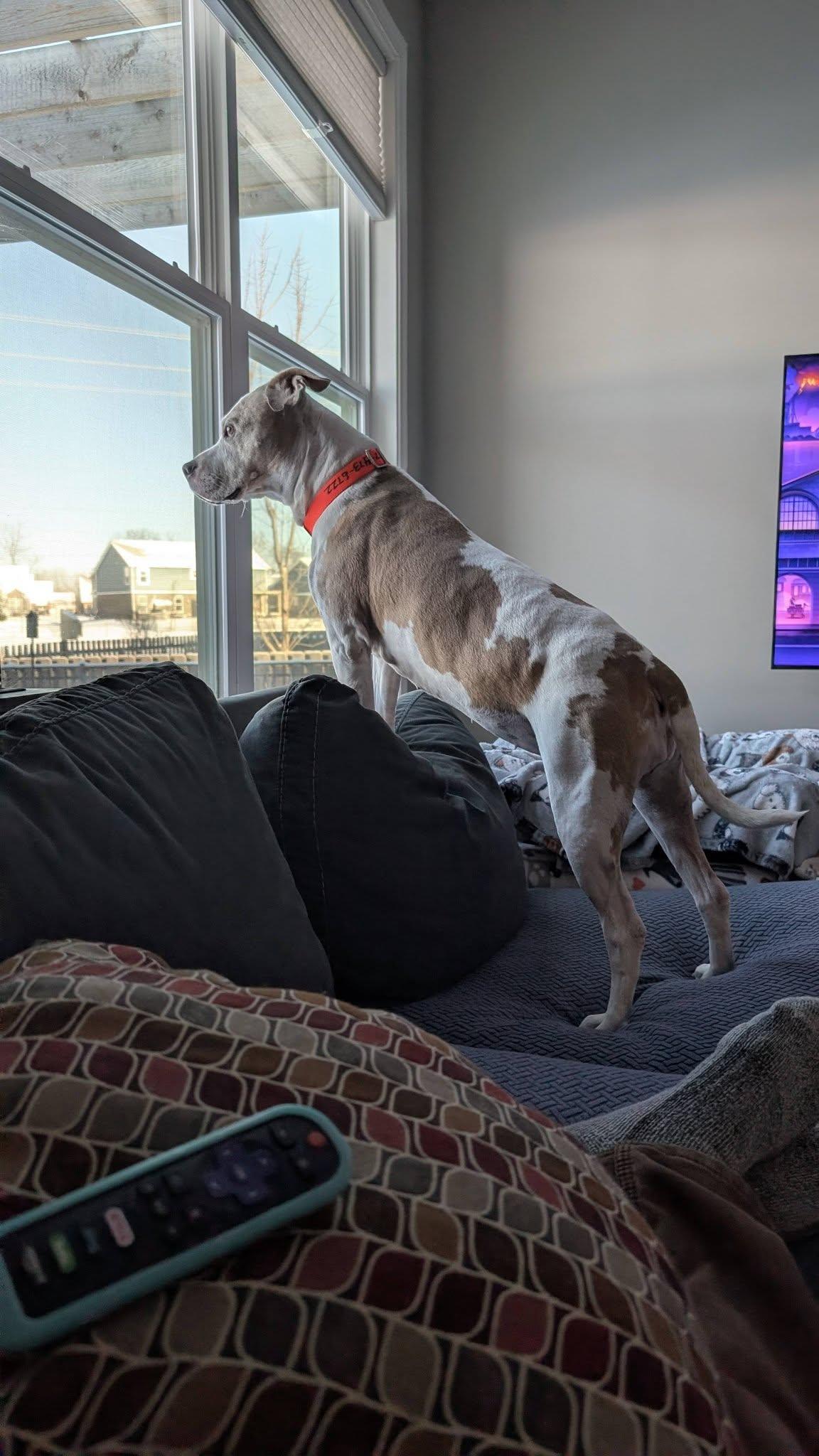 Enlarge Katrina, a ADOPTABLE mixed breed in Whitestown, IN image 5/5