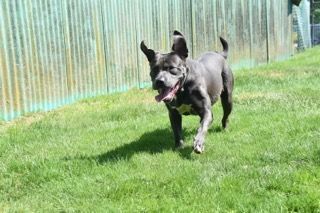 Gemma photo 2