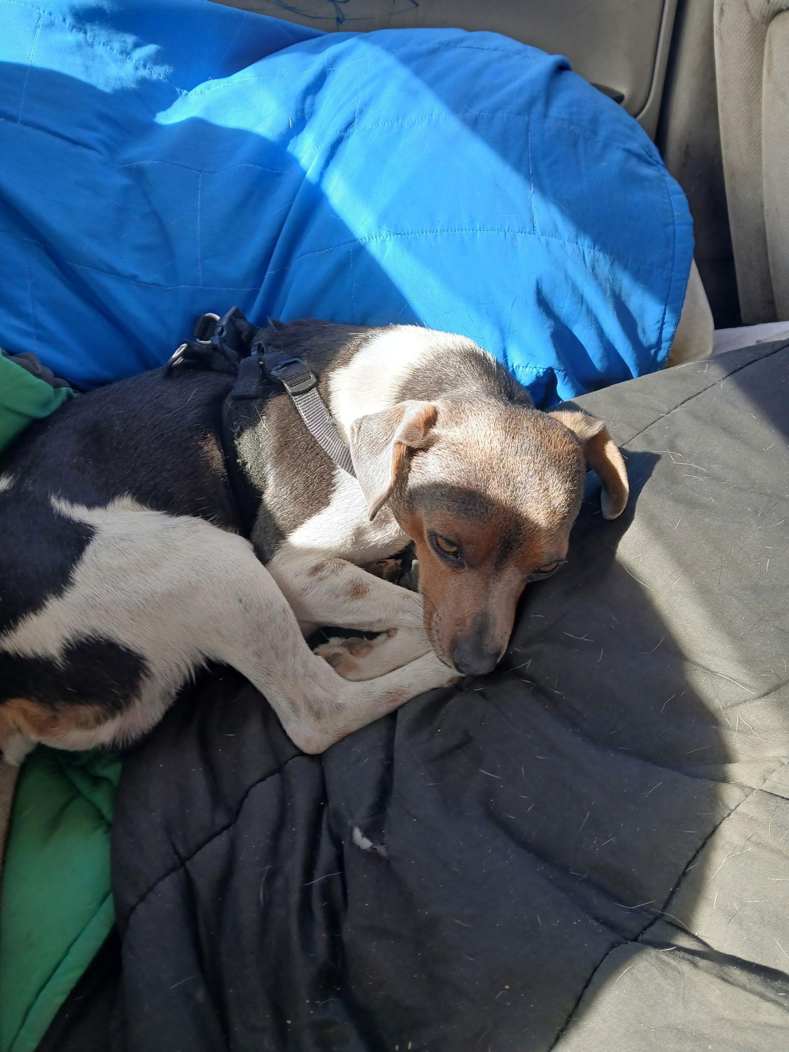 Enlarge Raphael, a Adoptable Jack Russell Terrier in Williamsburg, NM image 1/2