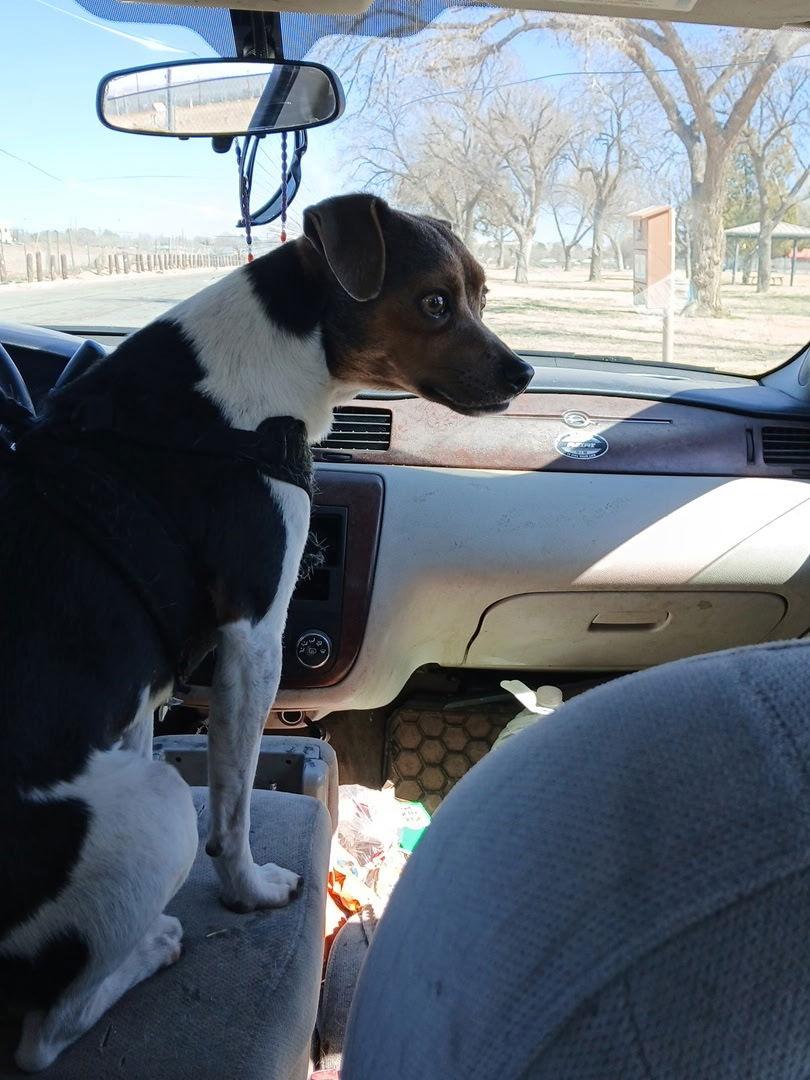 Enlarge Raphael, a Adoptable Jack Russell Terrier in Williamsburg, NM image 2/2