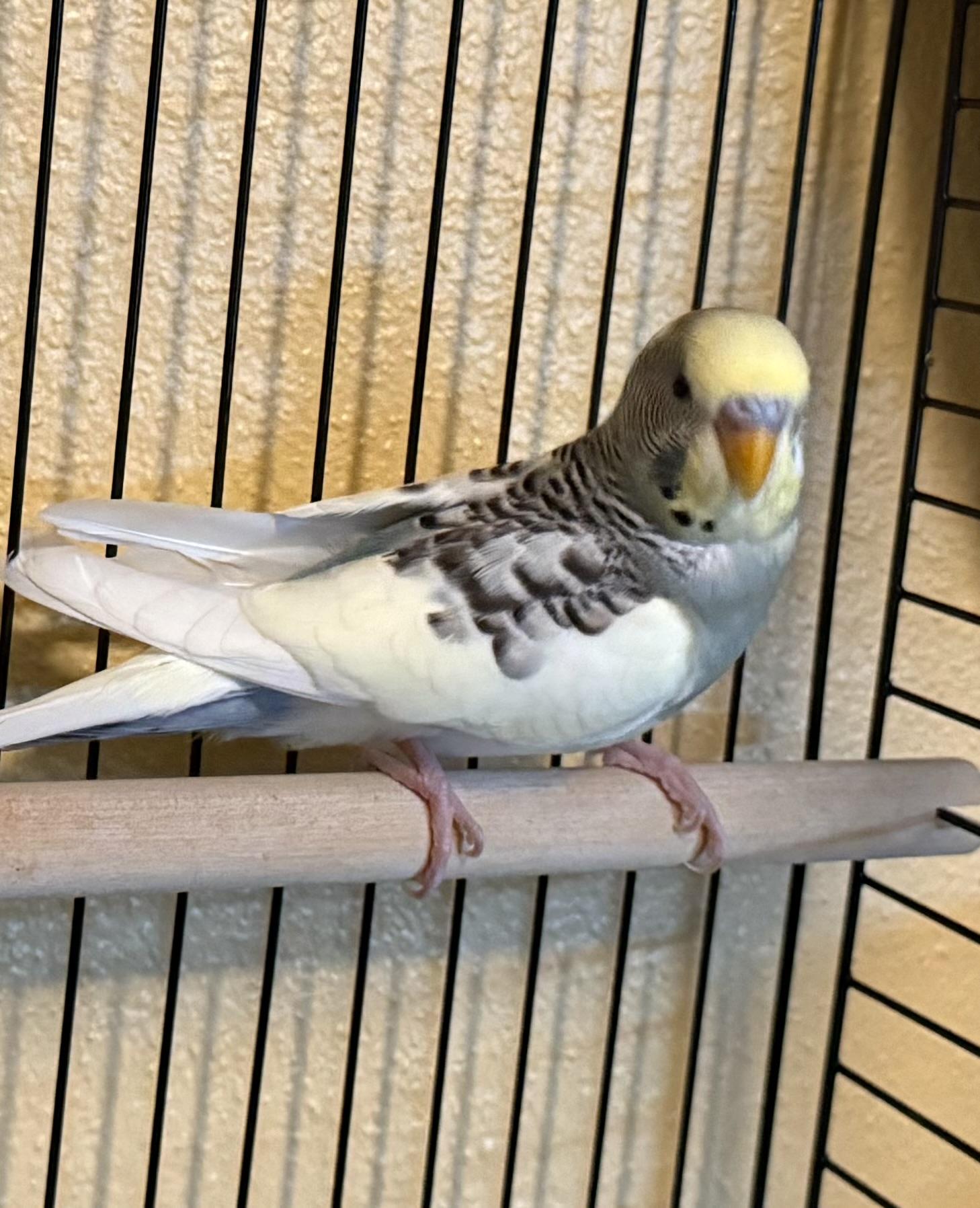 Shady, Adoptable, Adult Male Parakeet (Other).