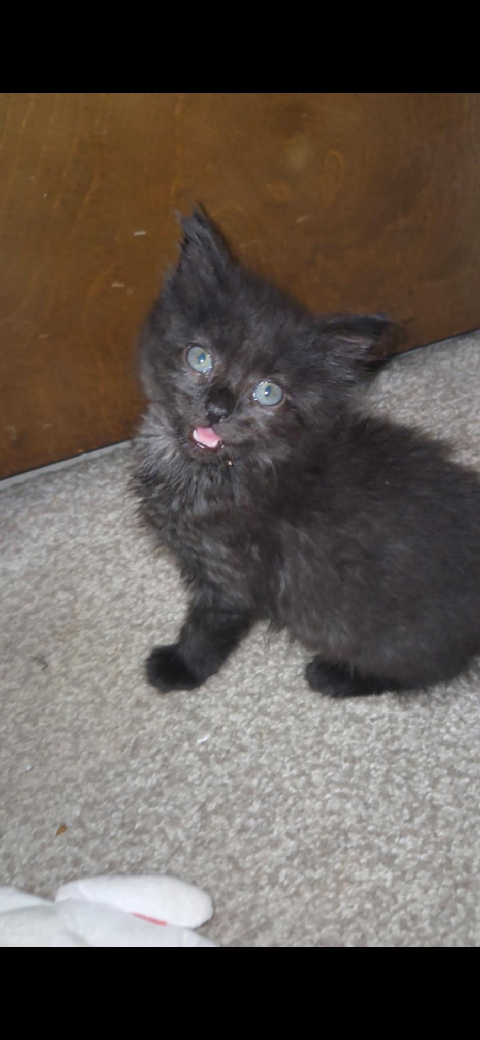 Emmie, an adoptable Domestic Medium Hair in Lubbock, TX, 79423 | Photo Image 1