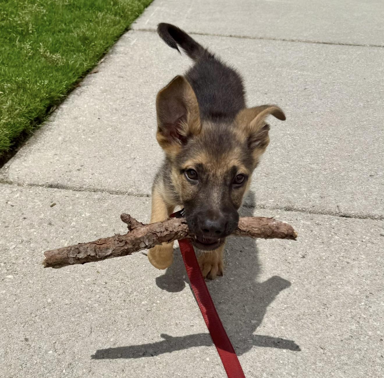Hans, ADOPTABLE, Puppy Male German Shepherd Dog.