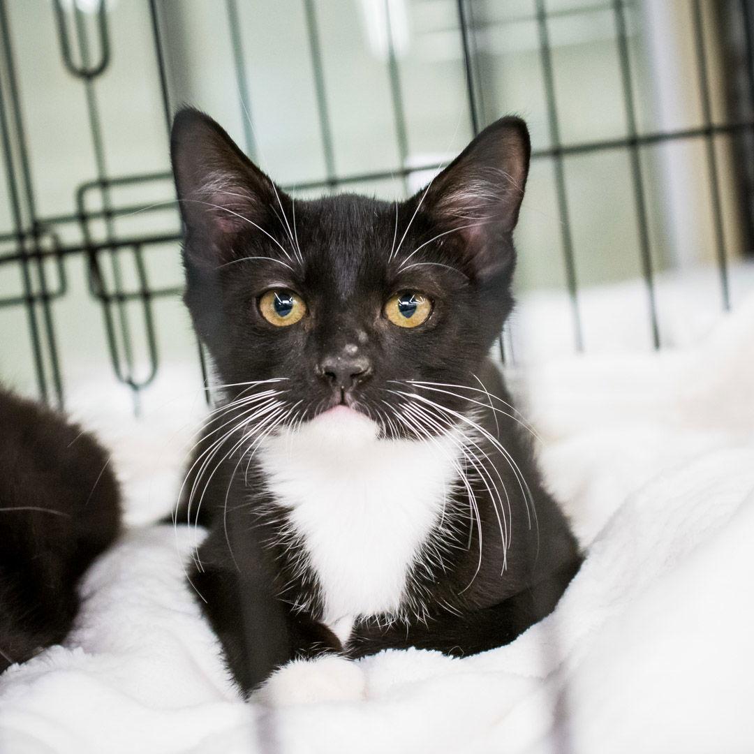 Enlarge Fred, a Adoptable Domestic Short Hair in St. Cloud, FL image 1/3